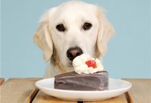 狗狗不吃东西怎么办-爱狗网