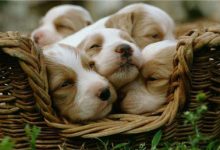 狗狗洋气的名字大全-爱狗网