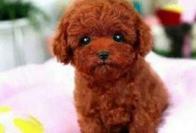 迷你贵宾犬价格多少钱一只-爱狗网