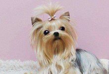 约克夏梗的特点-爱狗网