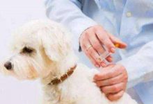 狗狗打疫苗有什么讲究-爱狗网