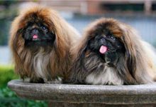 北京犬的外观形态-爱狗网