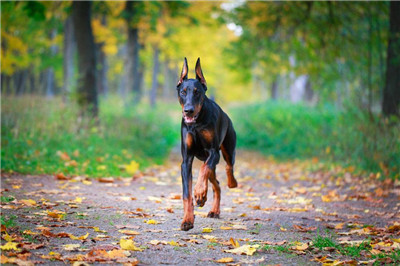 杜宾幼犬的价格多少钱