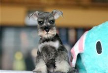 雪纳瑞有哪些种类-爱狗网