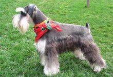 雪纳瑞吃什么狗粮好-爱狗网