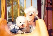 比熊好养吗-爱狗网