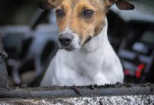 杰克罗素梗犬介绍-爱狗网