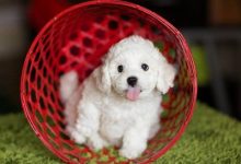 如何挑选一只品相好的比熊-爱狗网