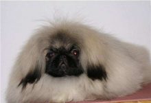 北京犬价格多少钱一只-爱狗网