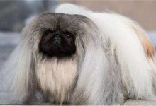 北京犬的性格特点-爱狗网