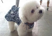 比熊吃什么牌子的狗粮好-爱狗网