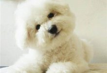 比熊要怎麽喂养-爱狗网