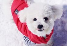 比熊狗狗性格是什么样-爱狗网