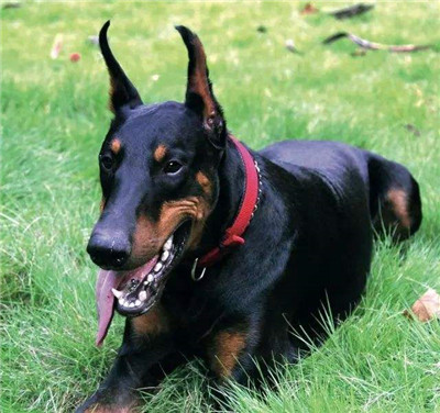杜宾幼犬的价格多少钱