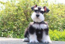 雪纳瑞多少钱一只-爱狗网