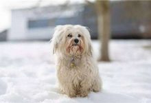 阿富汗猎犬性格怎么样-爱狗网