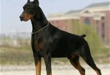 杜宾喂养注意事项-爱狗网