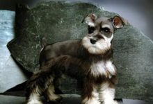 雪纳瑞造型-爱狗网