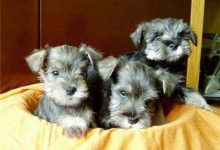 雪纳瑞性格-爱狗网