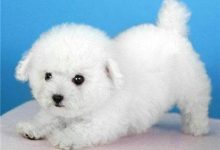 比熊多少钱一只-爱狗网