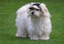 阿富汗猎犬形态特征-爱狗网