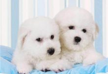 如何鉴别纯种比熊-爱狗网