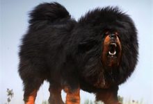 藏獒图片-爱狗网