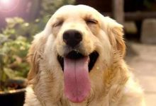 怎么挑选金毛犬-爱狗网