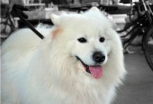 萨摩耶能长多大-爱狗网