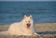 萨摩耶吃什么-爱狗网