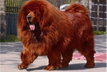 世界上最大的藏獒王-爱狗网