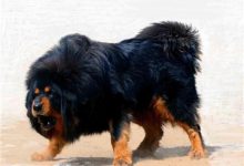 藏獒吃主人-爱狗网