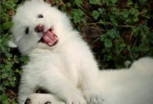 萨摩耶吃什么狗粮好-爱狗网