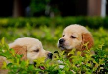 金毛狗图片-爱狗网