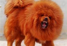 藏獒和狼谁厉害-爱狗网