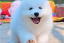 萨摩耶幼犬怎么喂养-爱狗网