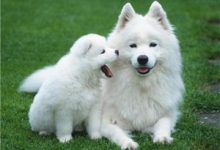 萨摩耶的缺点-爱狗网