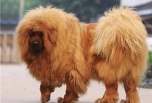 藏獒多少钱一只-爱狗网