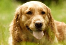 纯种金毛-爱狗网