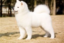 萨摩耶犬多少钱一只-爱狗网