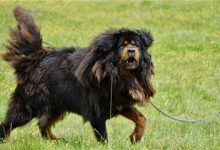 如何辨别藏獒的纯度-爱狗网