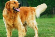 金毛价格-爱狗网