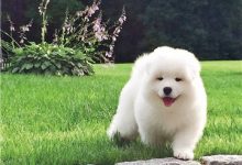 萨摩耶好养吗-爱狗网