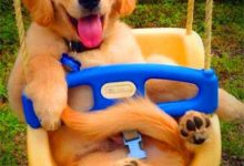 金毛多少钱-爱狗网