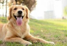 赛级金毛-爱狗网