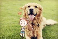 金毛怎么训练-爱狗网