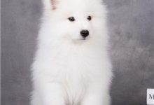 萨摩耶图片-爱狗网