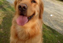 金毛寻回猎犬-爱狗网