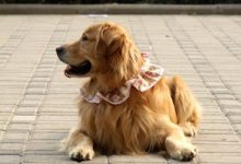 怎么训练金毛寻回犬-爱狗网