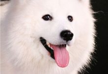 萨摩耶犬智商-爱狗网